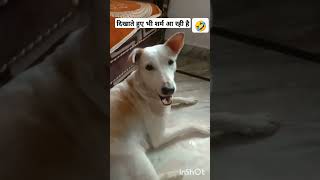 Aadhar card ke bad 🤣#comedy #funny #varshaofficial #viral shots# trending shorts 🤣🤣🤣🤣