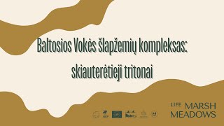 Baltosios Vokės šlapžemių kompleksas: skiauterėtieji tritonai