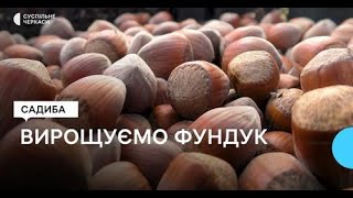 ФУНДУК ЛЕГКО ТА ДОСТУПНО ВСИМ!!! СЕЛЕКЦІЯ НОВИХ СОРТІВ ДЛЯ ІНТЕНСИВНОГО САДУ ФУНДУКА!!!