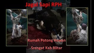 Proses Penyebelihan dan Produksi Daging # RPH Srengat # Blitar Jawa Timur