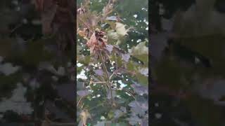 Bagworms on a Maple tree