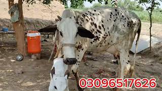 Jersey and cholistani cross gay for sel on YouTube|جرسی اور چولستانی کراس گاے|Gujjar farming tv