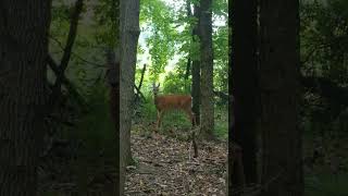 An Epic Stare Down With a Deer 👀