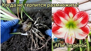 Когда отделять детки у гиппеаструмов?