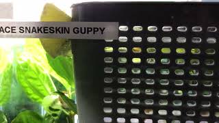 Breeding Basket For Fancy Guppies.