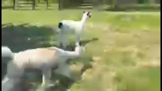 Alpacas/Llamas scratching themselves with the tree branches