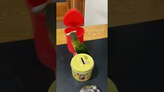 A very clever bird  #viral #viralvideo #viralvideos #viralshorts #viralshort #shorts