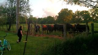 A little fun scaring a herd of cattle