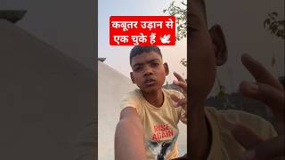 🕊️कबूतर उड़ान से एक चुके हैं  subscribe #kabutar #trending #shorts #ytshorts #pigeon #kabootar