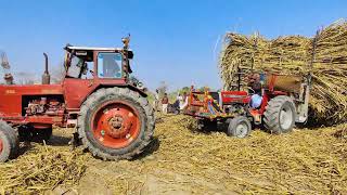 2 Tractors Pulling Heavy Loaded Sugarcane Trolley from Sugar Cane Field