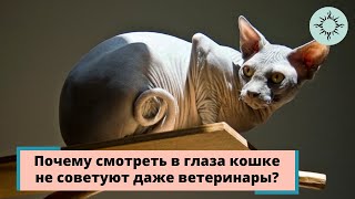 Почему нельзя смотреть в глаза кошке?