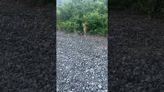 Wild deer was eating my berries I picked