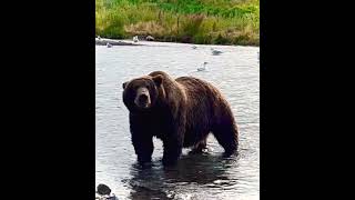 Coastal Brown Bear Eating Dinner In Front Of Us - Katmai