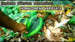 HOMALOMENA VARIEGATA (BERBURU TANAMAN HIAS)