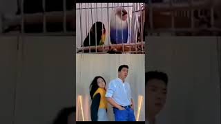 funny dance💝#viralvideo #virslshorts #viraldance #couplegoals #birdslover #chiese_love_story #korean