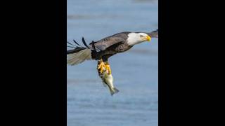 White Eagle Fish hunting from Sea||🐠🐠 #subscribe #natgeo #nationalpark #natgeowild #bangladesh