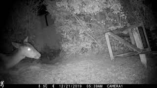 Fallow deer in the garden