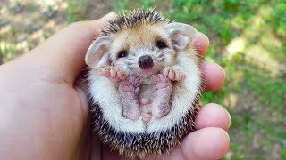 10 Adorable Mini Animals That Will Melt Your Heart