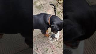 Baby Rotweiller bullying a cat