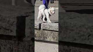 Husky enjoys the seawall stroll