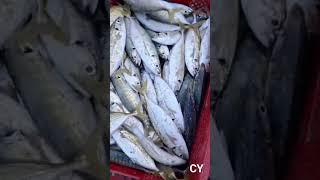 ikan apa nih? pernah makan ikan satu ini? #shorts #short #shortvideo #shortsfeed #ikankembung #ikan