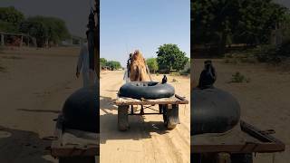 Water tube on camel #shorts #shortvideo  #youtubeshorts