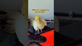 Hilarious Cockatiel Tries To Ride A Segway🤣🤣#cockatiel #segway #shorts