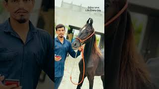 #horse #horseriding #horselover #horsepower #horses #viral #shortsvideo #Aamjahemunde