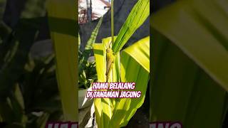 Hama Belalang Di Tanaman Jagung #shortsyoutube #shorts #jagung #tanamanjagung #tanaman #belalang