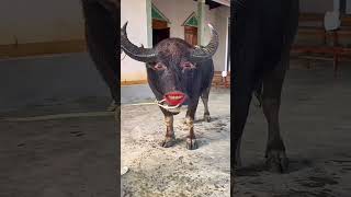 Buffalo must funny video#ytviral #funnybuffalo #funny #comedy #buffalos #ytshorts #animals #pets #yt