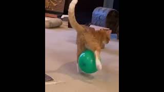 Funny Videos animals