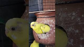 Surprise Budgies breeding baby birds chirping and singing | By akshimokshi8415