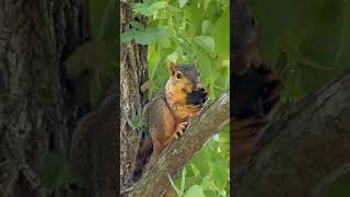 Squirrel Eating 🐿️  #shortvideos #trending  #nature