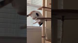 Funny Cat playing with his tail #shorts #cat #cats #dog #dogs #high #randomcontent #randomcontent341