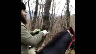 Во время похода ВСАДНИКИ ЧЕЧНИ встретили диких кабанов в лесу.