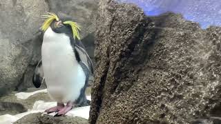 Calgary Zoo - Rock Hopper Penguin - November 11, 2022