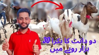 Orangi toWn updates | Kamal ke Bakre Ache Or Sasty 12-5-2024