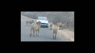 30-LION OF KRUGER #willdlife #krugerparksafari #lionlover #lioness