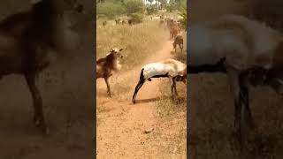 The fight of the three goats #shortvideo