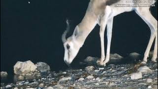 Springbok with lump at the base of neck area.