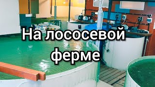 На ЛОСОСЕВОЙ ФЕРМЕ. УЗВ для форели и арктического гольца.