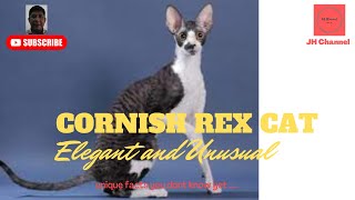 Stylish and unusual Overview of Cornish Rex Cats, Unique facts you don't know yet…