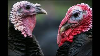 Shoppers face higher risk from “dirty” Christmas turkeys if Britain strikes a US trade deal after Br