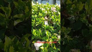 Гибискус еще спит#shortsvideo #природа #лето #flowers #гибискус