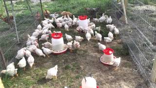 How to build an easy to clean chicken coop