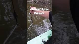 Murray River Yabbies #shorts