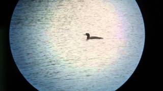 Great Northern Diver, Caldecotte Lake, Milton Keynes