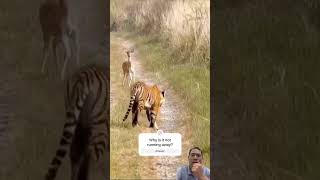 Tiger vs Fawn: Why Didn't This Deer Cub Run Away? | Ranthambore National Park  #SaveOurAnimals