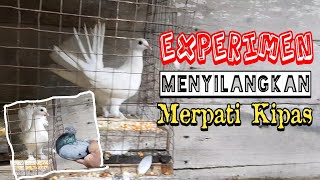 Merpatiku | Experimen Menyilangkan Merpati Kipas Dengan Merpati Jambrong