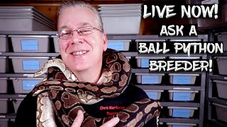 LIVE NOW!  Ask A Ball Python Breeder Anything!